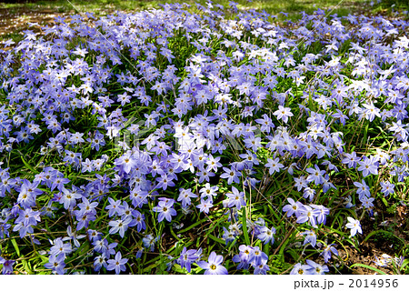 ハナニラのお花畑 ハナニラのお花畑 2014956