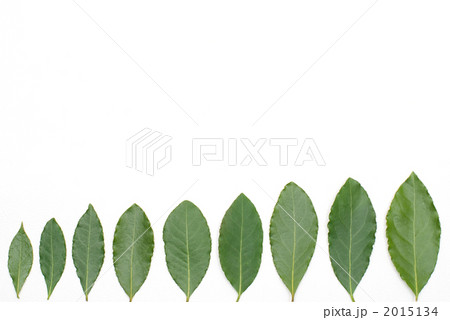 並んだ月桂樹の葉 2015134