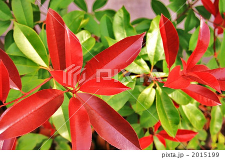 紅カナメ 紅カナメ 2015199