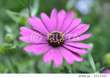 ヒメコスモス 2015407