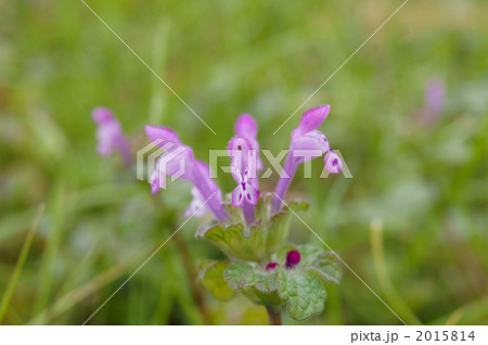 ホトケノザ 2015814