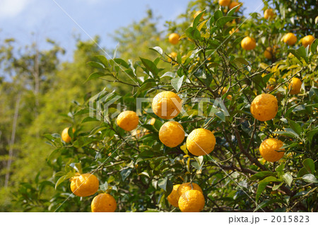 柚子 柚子 2015823