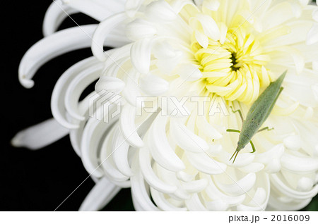 バッタと白菊 2016009