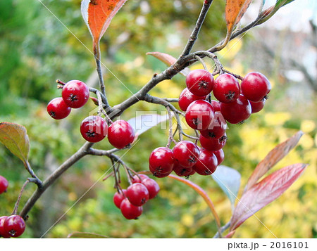 アロニア アルブティフォリア アロニア アルブティフォリア 2016101