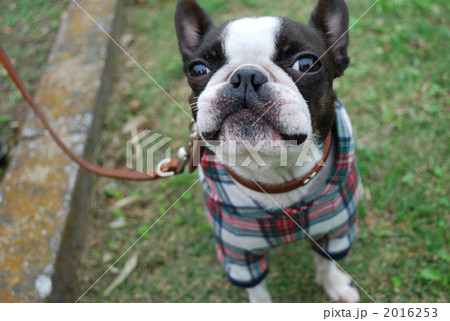 楽しそうな犬 楽しそうな犬 2016253