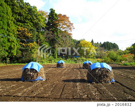 落花生はボッチで自然乾燥するのが一番 落花生はボッチで自然乾燥するのが一番 2016832