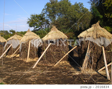 落花生はボッチで自然乾燥するのが一番 2016834
