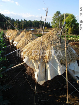 落花生はボッチで自然乾燥するのが一番 2016835