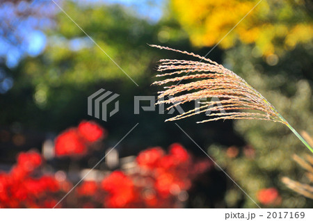 ススキ 2017169
