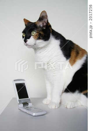 三毛猫 2017256