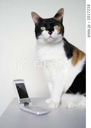 三毛猫 2017258