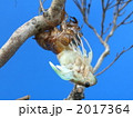 アブラゼミ変態　その3 2017364