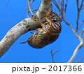 アブラゼミ変態　その１ 2017366