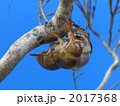 アブラゼミ変態　その２ 2017368