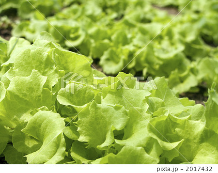 ベビーリーフ畑のロログリーンの写真素材