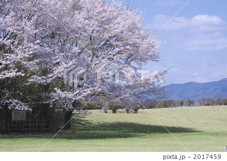 片倉城跡公園の桜 片倉城跡公園の桜 2017459