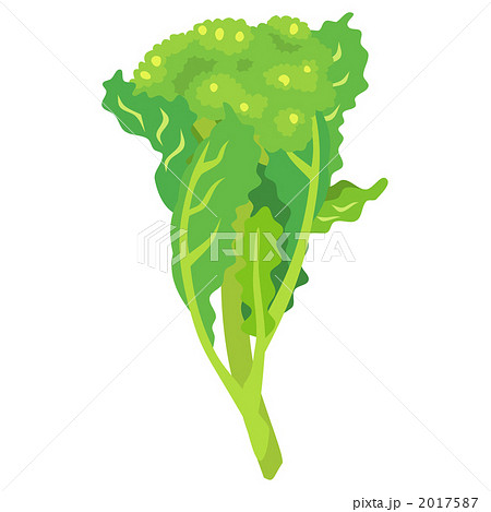 菜花 ベクター 緑黄色野菜のイラスト素材
