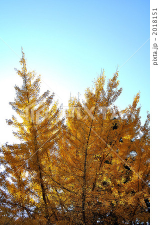 紅葉した銀杏 2018151