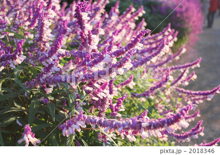 満開のアメジストセージ 満開のアメジストセージ 2018346