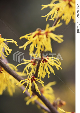 まんさくの花 まんさくの花 2020152