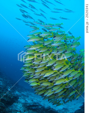 海中散歩 海中散歩 2020341