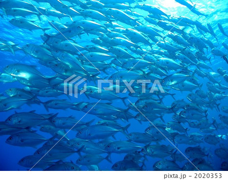 海中散歩 2020353