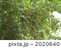 2020640