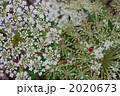 2020673