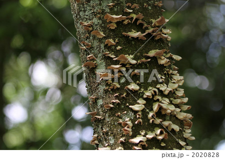 カイガラタケ 2020828