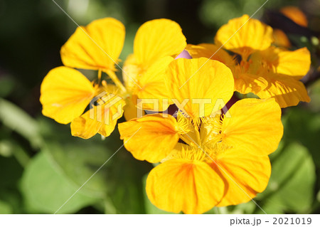 キンレンカ キンレンカ 2021019