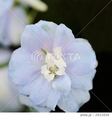 デルフィニューム 2021026