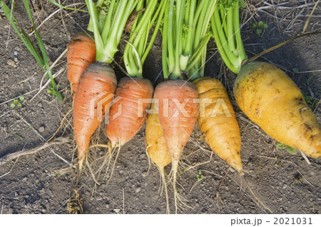 ２種類の人参 2021031