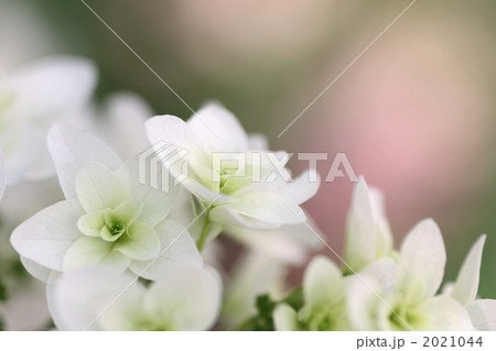 カシワバアジサイ カシワバアジサイ 2021044