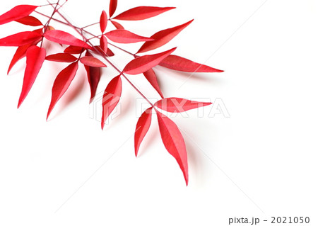 紅葉した南天の葉 2021050