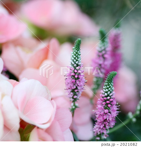 ベロニカ 2021082