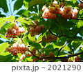 心の中のシャンデリア 2021290