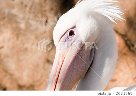 モモイロペリカン 2021569