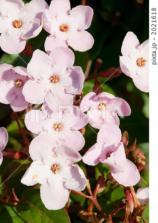 アッサム匂い桜 2021618