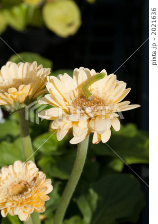 アオムシ アオムシ 2021636