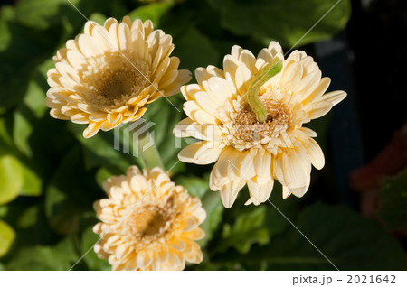 アオムシ 2021642