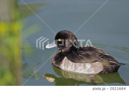 水に浮かぶキンクロハジロ 水に浮かぶキンクロハジロ 2021664