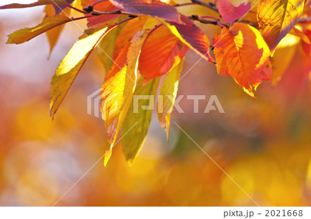 紅葉した桜の葉 紅葉した桜の葉 2021668