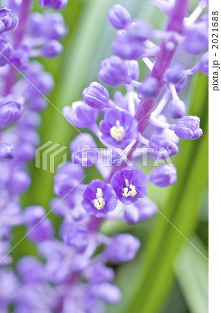 ヤブランの花のアップ 2021688