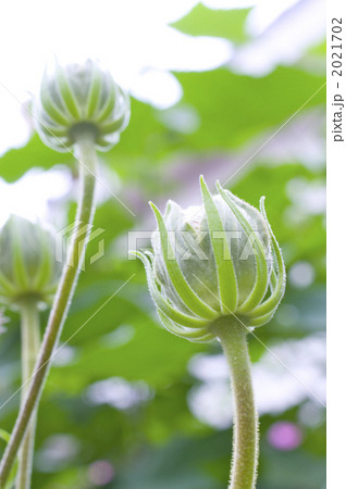 芙蓉の実 2021702