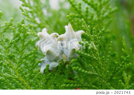 ヒバの果実 2021743