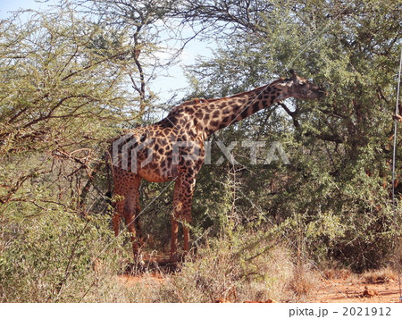 マサイキリン、食事中　２ 2021912