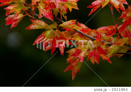 トウカエデの紅葉 2021963