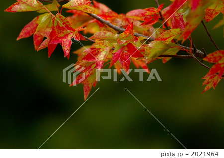 トウカエデの紅葉 2021964