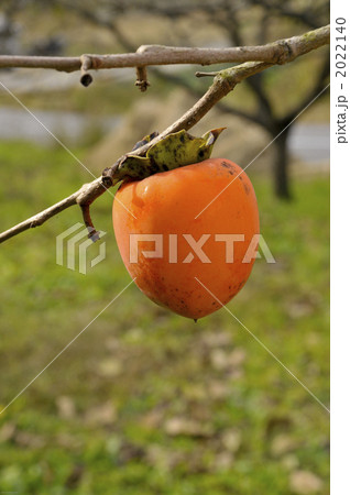 柿の実２ 2022140