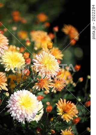 スプレーマム (菊) スプレーマム (菊) 2022294